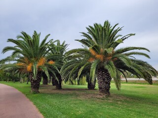 Palmen in einem Park