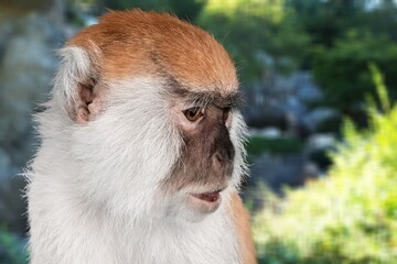 Howling monkey in the tropical rainforest National Park