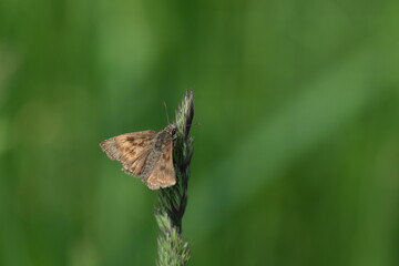 Skipper butterfly in nature resting on a plant, tiny brown moth