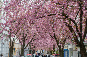 Bonn April 2021: Bonn city center with the beautiful Japanese cherry trees in spring