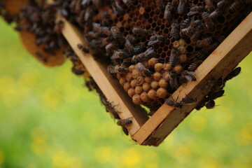 Pszczoły na plastrze miodu. Widoczny czerw trutowy. - obrazy, fototapety, plakaty