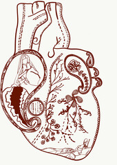 Illustration of a Heart