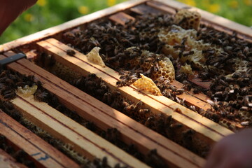 Otwarty ul z dużą ilością pszczół - obrazy, fototapety, plakaty