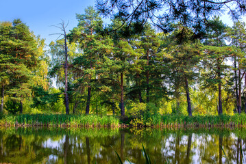 Fototapeta na wymiar Pond, lake in the forest, reflection in the water of the forest, pine trees on the shore