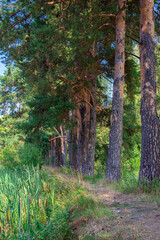 A path in a pine forest on a sunny day