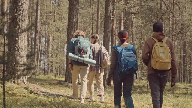 Rear view shot of group of young multiethnic people with backpacks hiking in forest at summertime