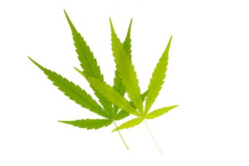 white background photo two cannabis leaves stacked