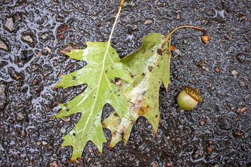 Close up of oak leaf and acorn on the ground after rain. Autumn mood. Top view, copy space
