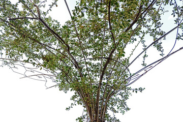 a ketapan tree with a white cloud background