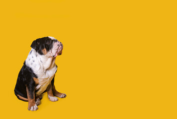 Black tri-color english british bulldog sitting on yellow background Space for text high-quality...