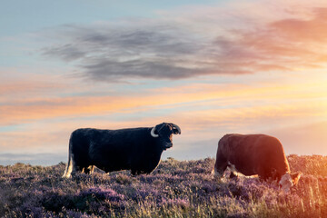 silhouette of a bull and cow in sunset