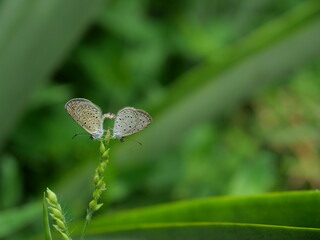 Two Tiny Grass Blue Butterfly mating on tree plant with natural green leaf in background , Thailand