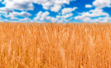 Fototapeta premium Yellow wheat fields close-up against blue sky