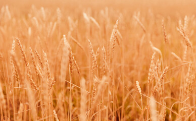 Fototapeta premium Closeup banner yellow wheat fields, macro photo