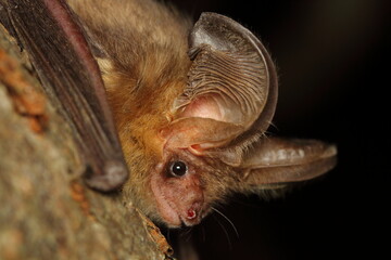 The brown long-eared bat or common long-eared bat (Plecotus auritus) on the tree branch in a...
