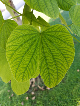 Green Leaf on a Branch