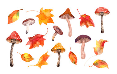 Fototapeta Autumn set - seasonal leaves, mushrooms. Natural watercolor collection of woodland. Hand painted fall, park illustration clip art obraz