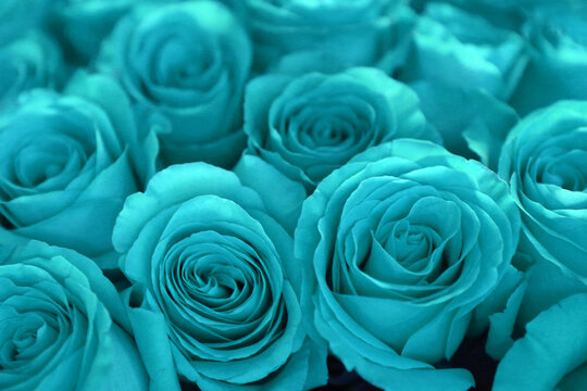 blue roses background closeup photo