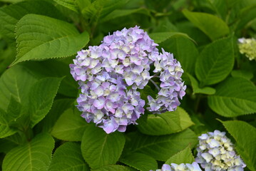 lilac flowers in the garden
紫陽花