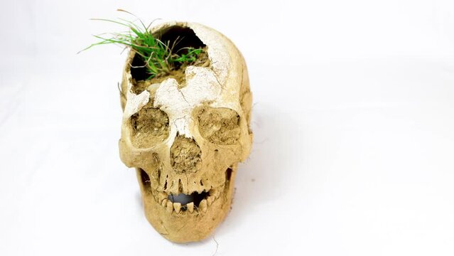 old skull from the spanish civil war shot in the head, coup de grace photographed on white background, inside the skull some grass has grown, concept of death and war