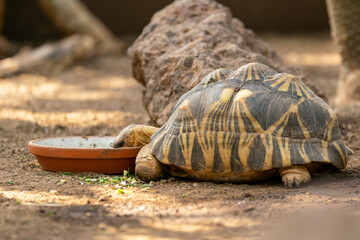 turtle on the ground