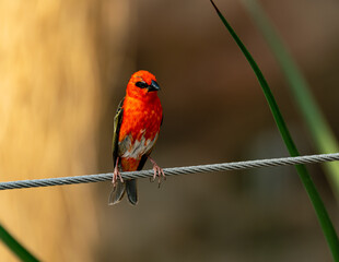 robin on a branch
