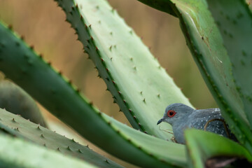 aloe vera plant