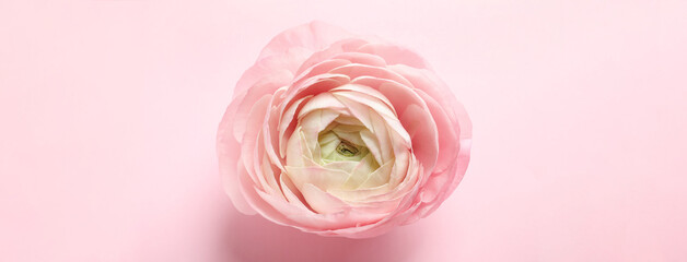 Beautiful ranunculus flower on pink background. top view. Banner design