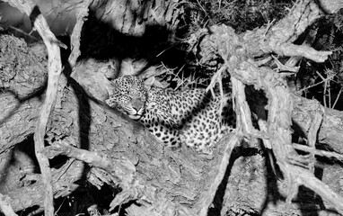 Snoozing Leopard