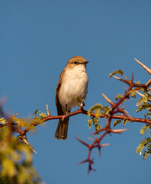 Marico Flycatcher