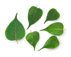 Pho leaf isolated on white background. (Pho leaf, bo leaf)