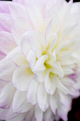 Fototapeta premium flowers