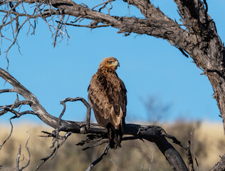 Tawny Eagle