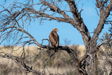 Tawny Eagle