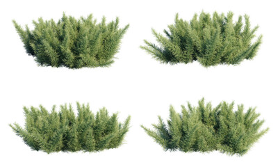 3d rendering of Asparagus aethiopicus Sprengeri isolated