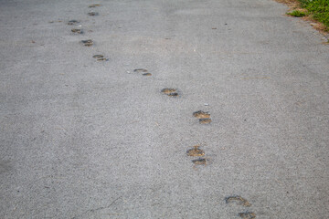 foot prints on wet cement