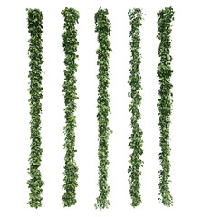 3d rendering of Epipremnum aureum isolated