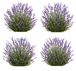3d rendering of vlavender isolated © parinya