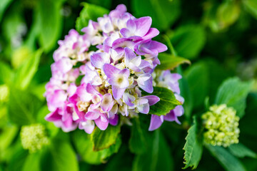 pink and purple flowers