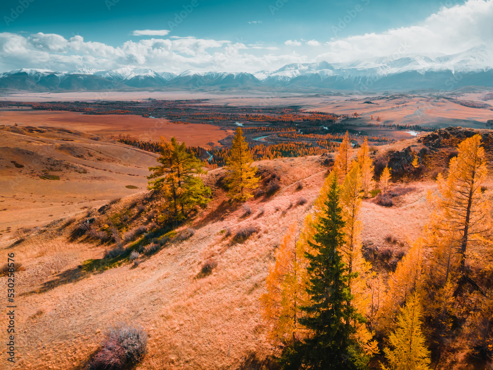 Wall mural Yellow autumn trees and snow-covered mountains. Altai, Russia