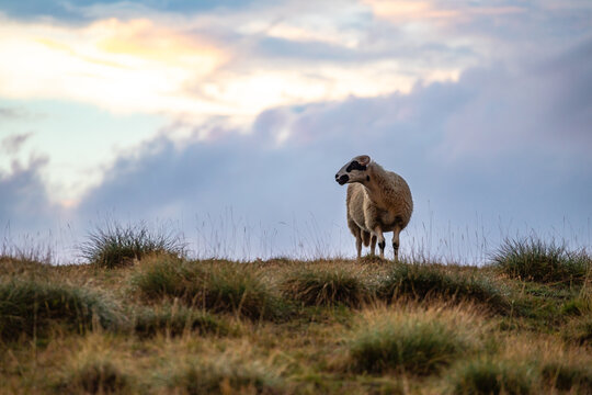 Sheep in Durmitor National Park, Montenegro