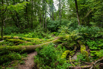 Biogradska Gora, Montenegro