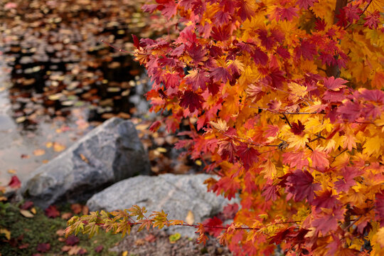 autumn yellow and red leaves of trees in a park or forest. beautiful nature in autumn, walking in the fresh air. yellow maple and oak leaves in a Japanese garden. change of seasons, halloween and