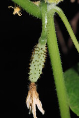 natural cucumber plant macro photo
