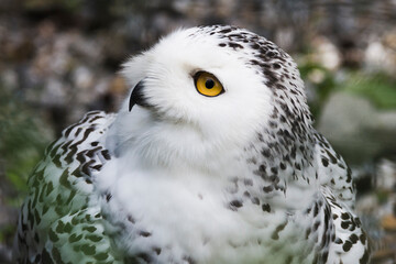The look of the Snowy Owl. Beautiful eyes. Piercing look. Beauty of nature. Conservation of endangered animal species. Place for text
