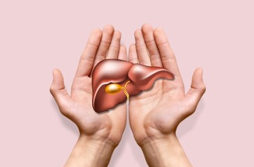 World hepatitis day. Adult hands holding donation liver on background. Awareness of prevention and...
