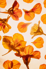 Orange majus flowers falling on white background
