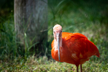ibis rouge en gros plan