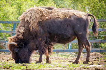 bison d’Amérique dans un enclos
