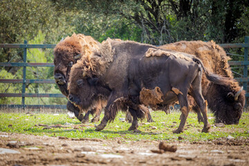 bison d’Amérique dans un enclos